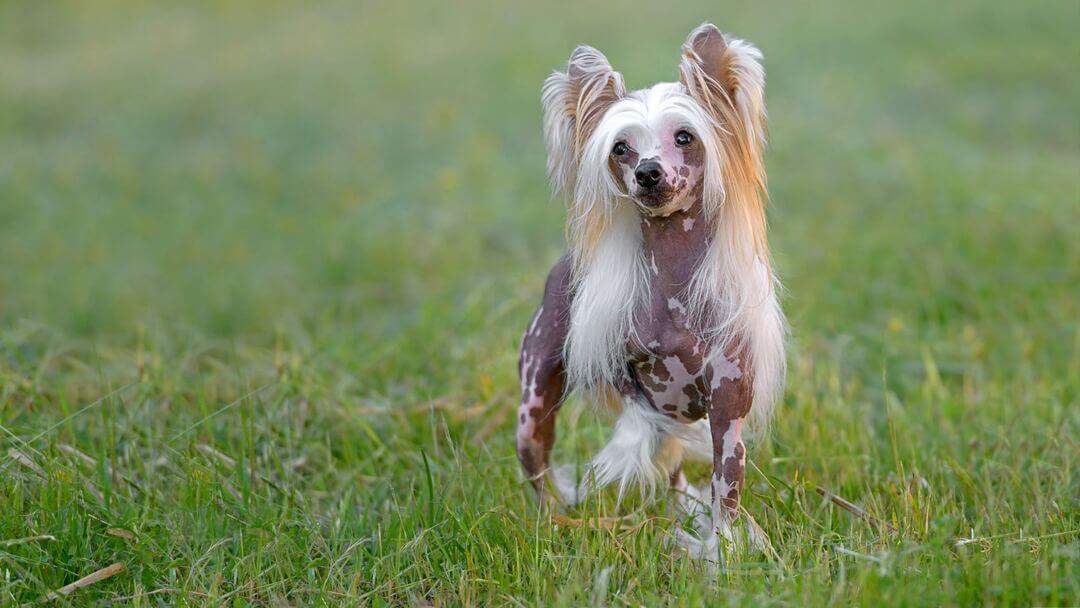 Chinese long hair dog shop